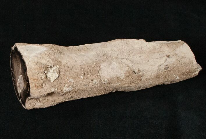 Long Petrified Juniper Root - Oregon #16904